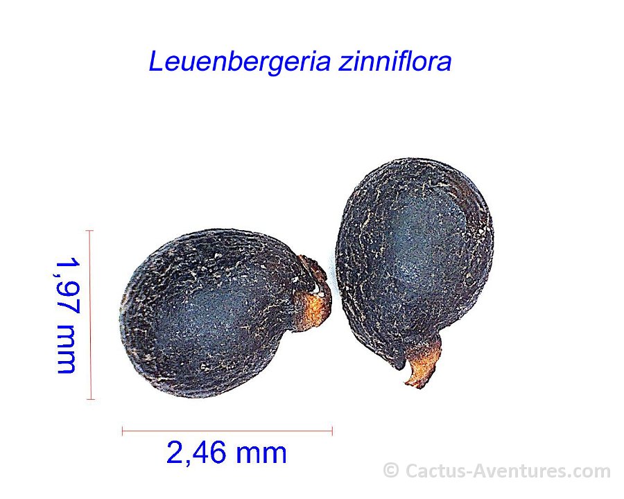 Leuenbergeria zinniflora Cuba JMA